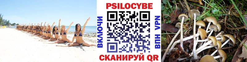 Купить где Советский Псилоцибиновые грибы Cubensis